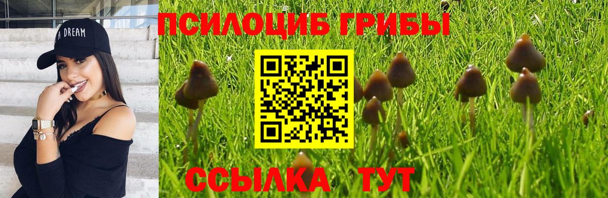 Псилоцибиновые грибы прущие грибы Тимашёвск